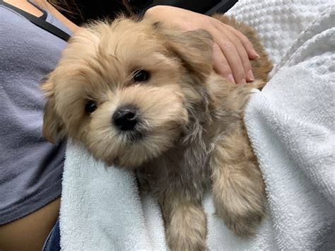 On Good Dog today, Cavachon puppies in Dallas, TX range in price from 1,650 to 2,350. . Dogs for sale dallas